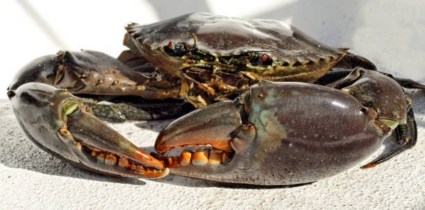 Australian Giant Mud Crab (Scylla serrata). Freshly caught, alive, and up close. Also known as Mangrove and Serrated Crab. Queensland, Australia.